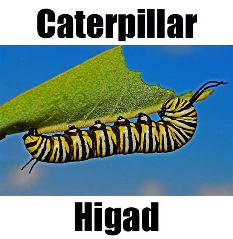 How to say caterpillar in Filipino .